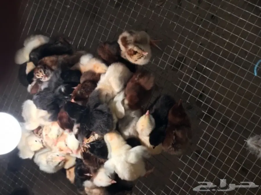 للبيع صوص دجاج بلدي فواخر (image 1)