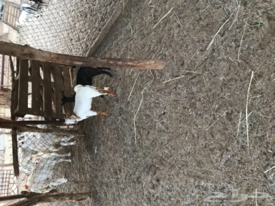 تيوس بيشيه  (image 1)