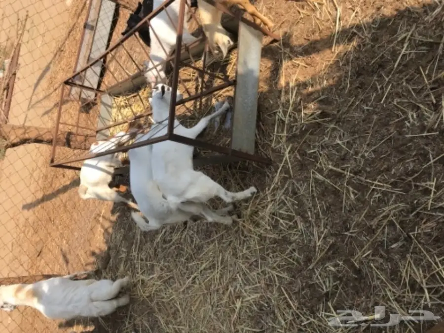 تيوس بيشيه  (image 2)