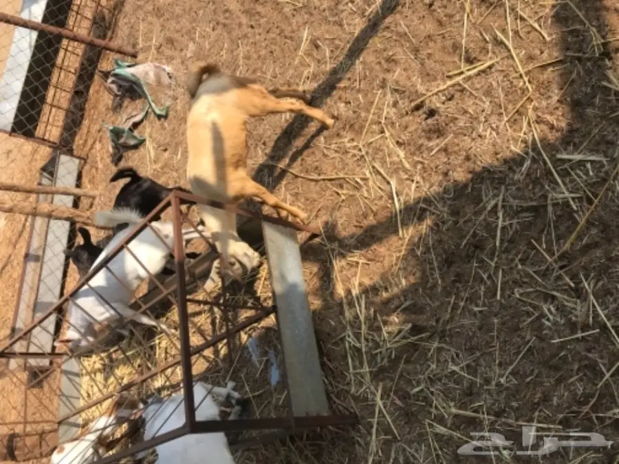 تيوس بيشيه  (image 3)