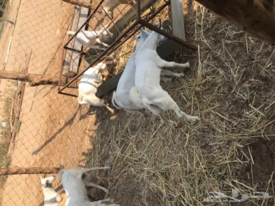 تيوس بيشيه  (image 4)