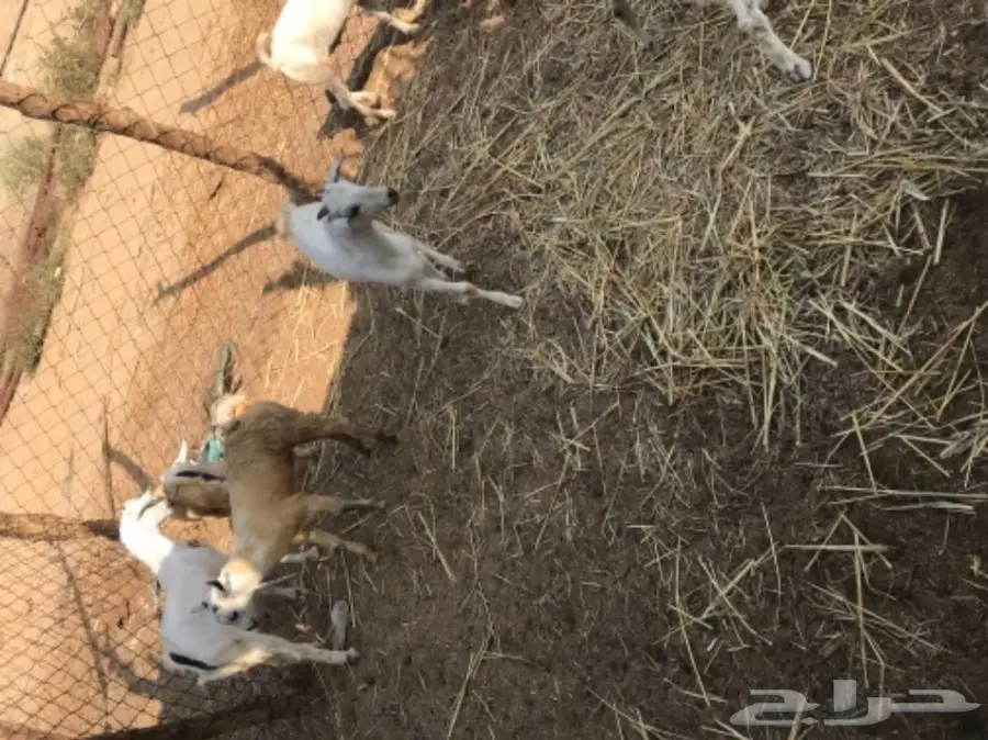 تيوس بيشيه  (image 5)