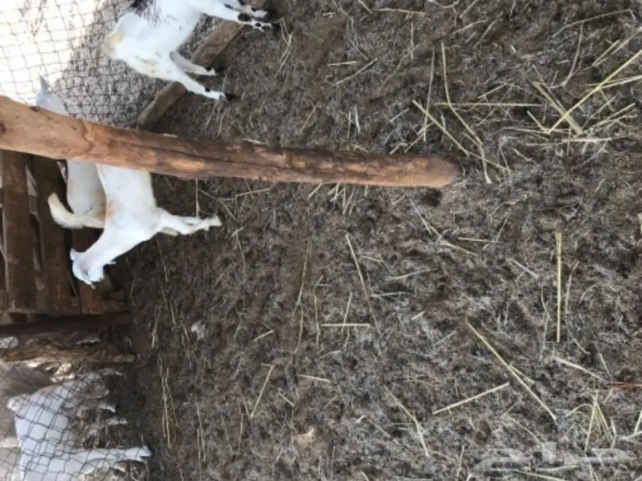 تيوس بيشيه  (image 6)