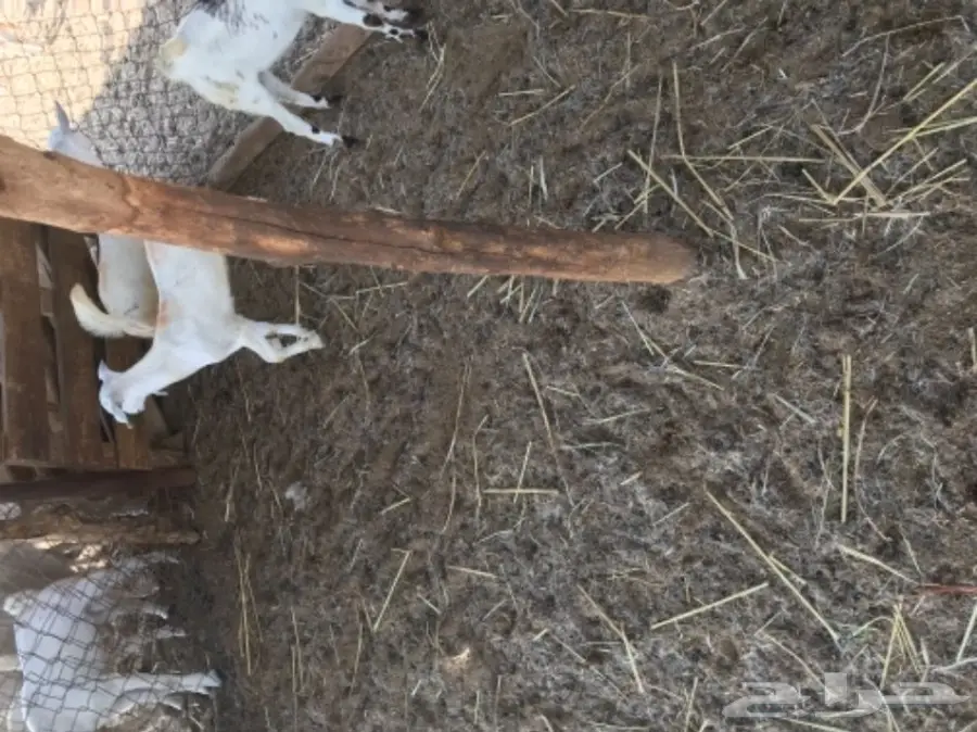 تيوس بيشيه  (image 7)