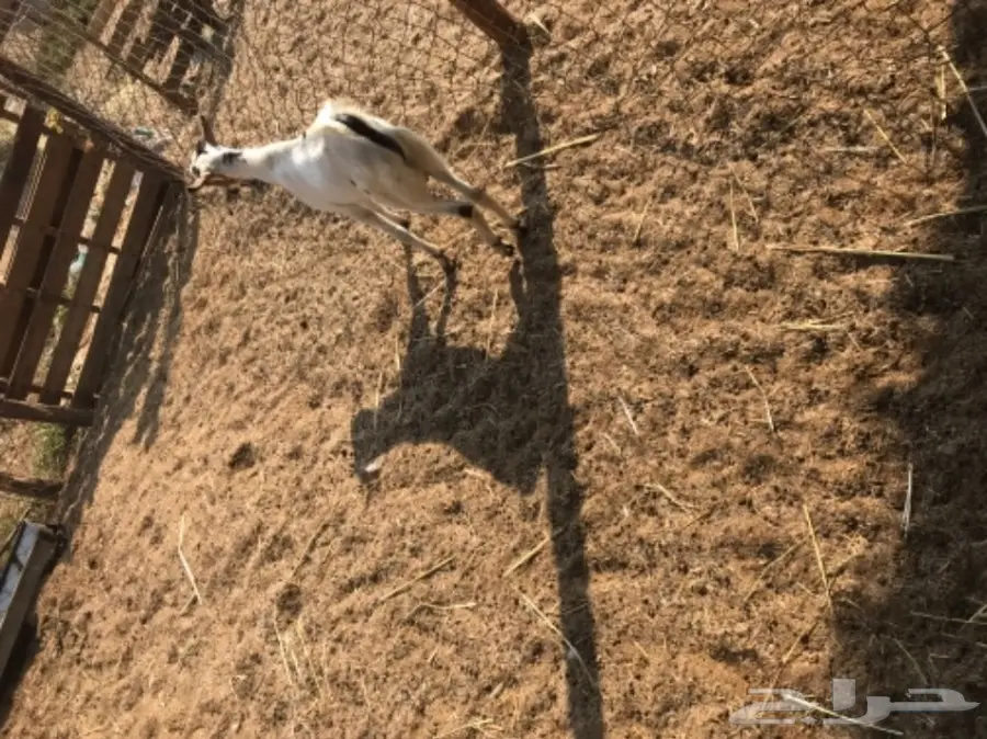 تيوس بيشيه  (image 8)