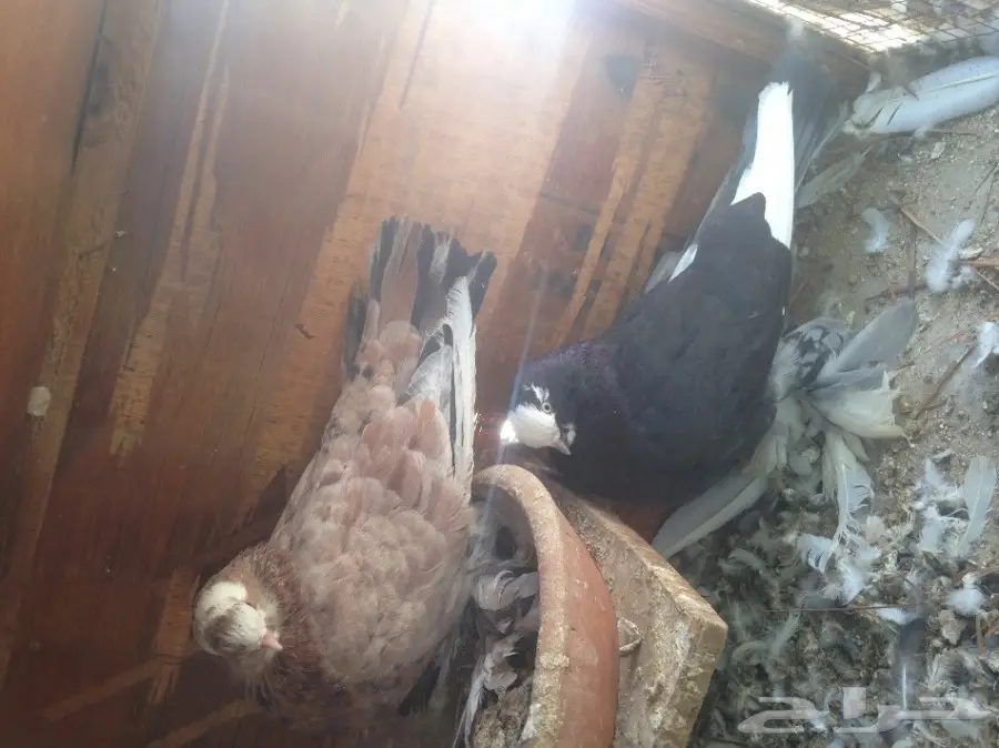 زوج لونق فيس بول هد  (image 5)