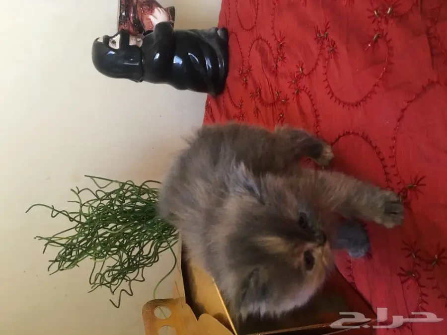 كتين كيوت للبيع