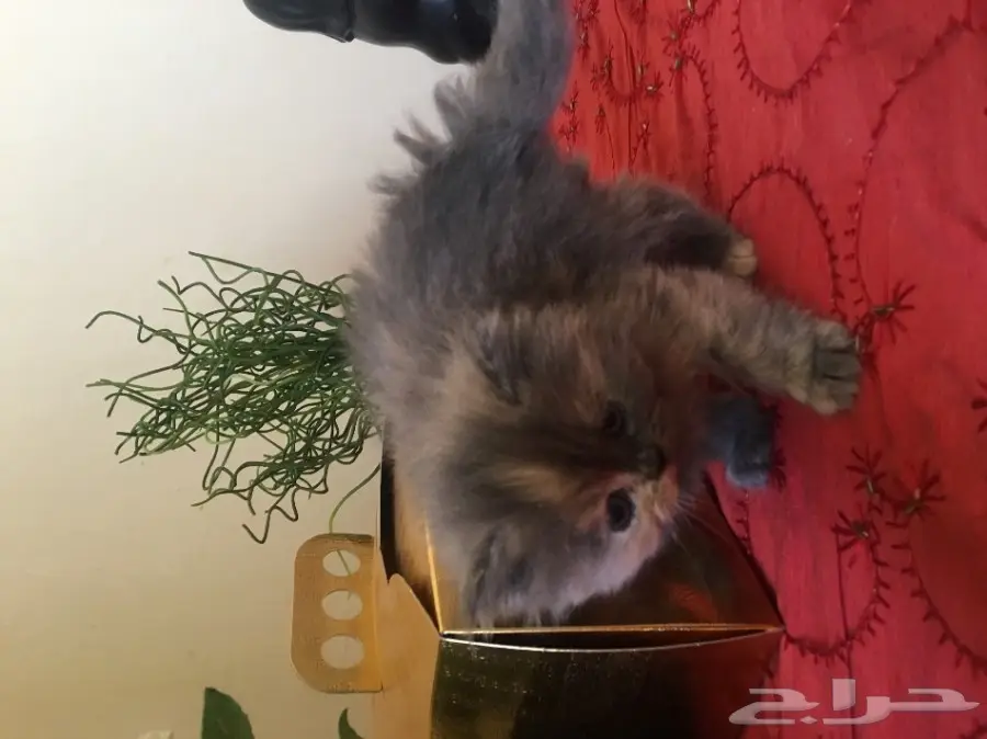 كتين كيوت للبيع (image 1)