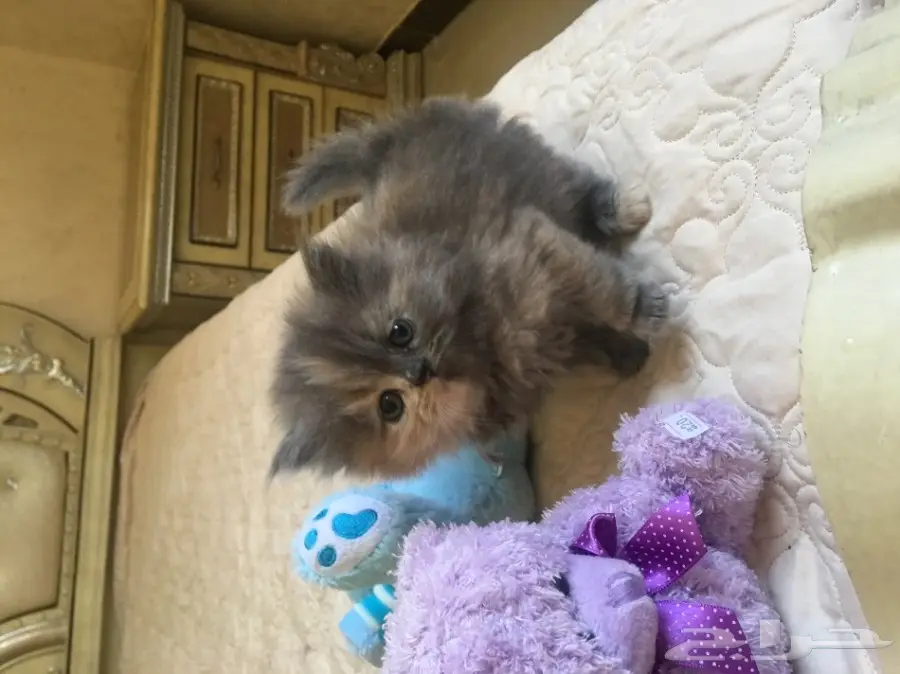 كتين كيوت للبيع (image 2)