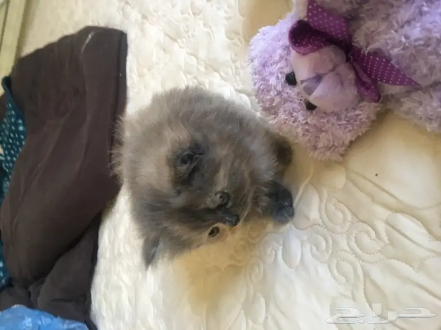 كتين كيوت للبيع (image 3)