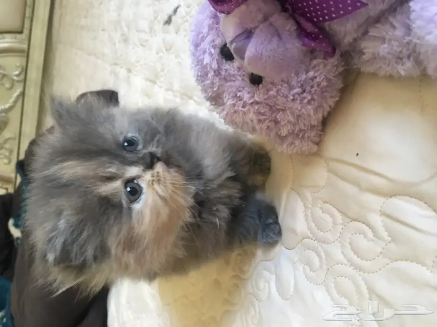 كتين كيوت للبيع (image 4)