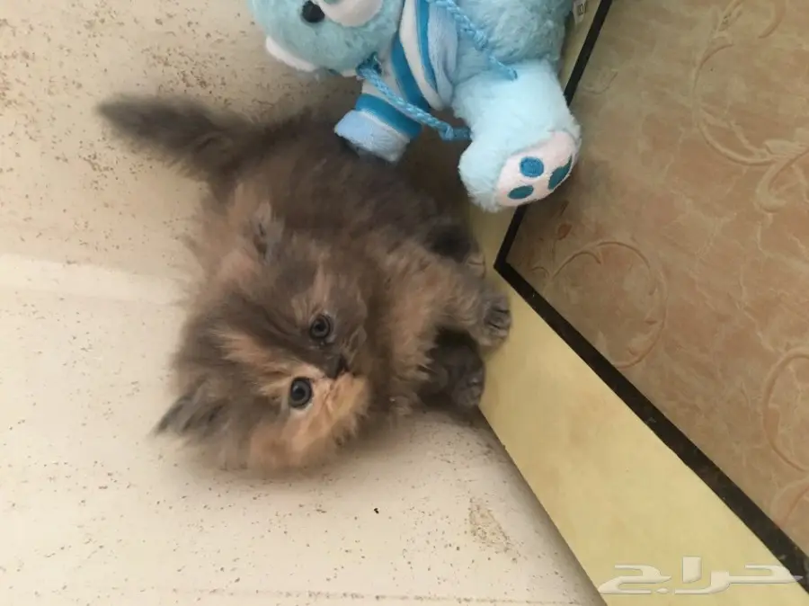 كتين كيوت للبيع (image 5)