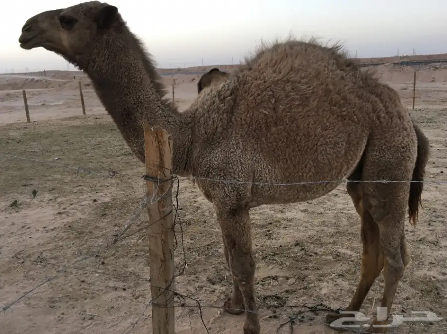 حاشي طيب وسمين