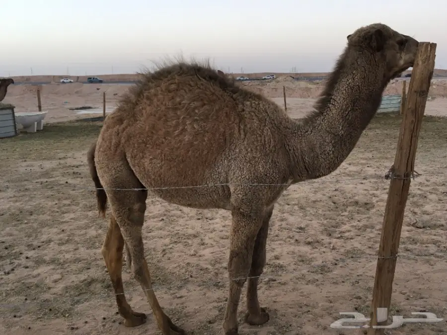 حاشي طيب وسمين (image 1)