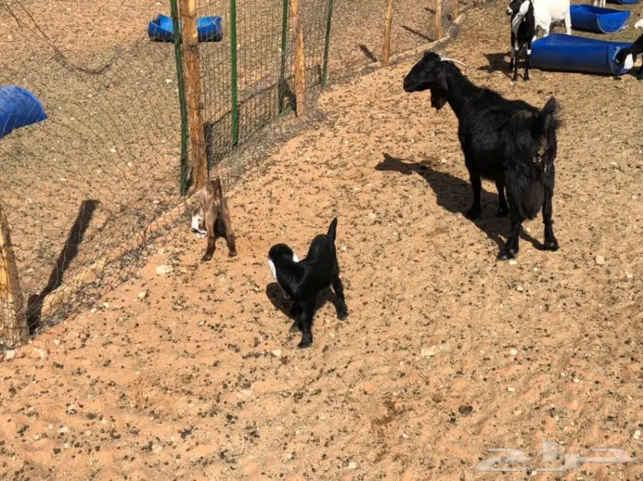 ماعز متابيع للبيع 