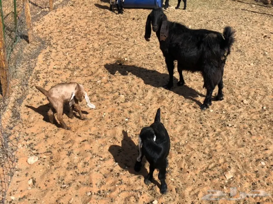 ماعز متابيع للبيع  (image 1)