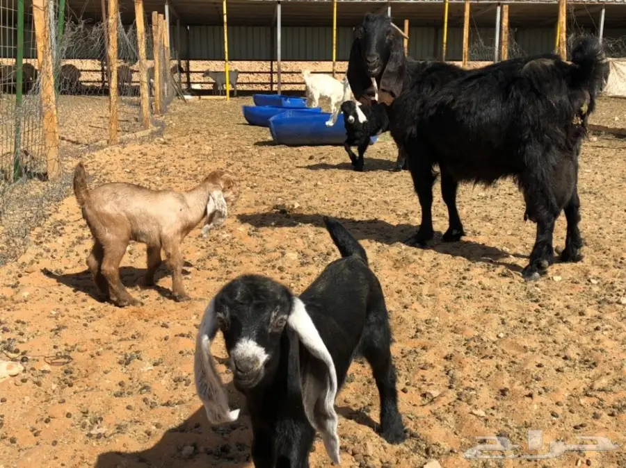 ماعز متابيع للبيع  (image 2)