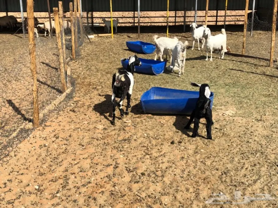 ماعز متابيع للبيع  (image 3)