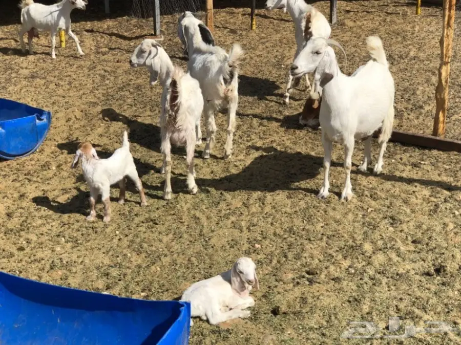 ماعز متابيع للبيع  (image 4)