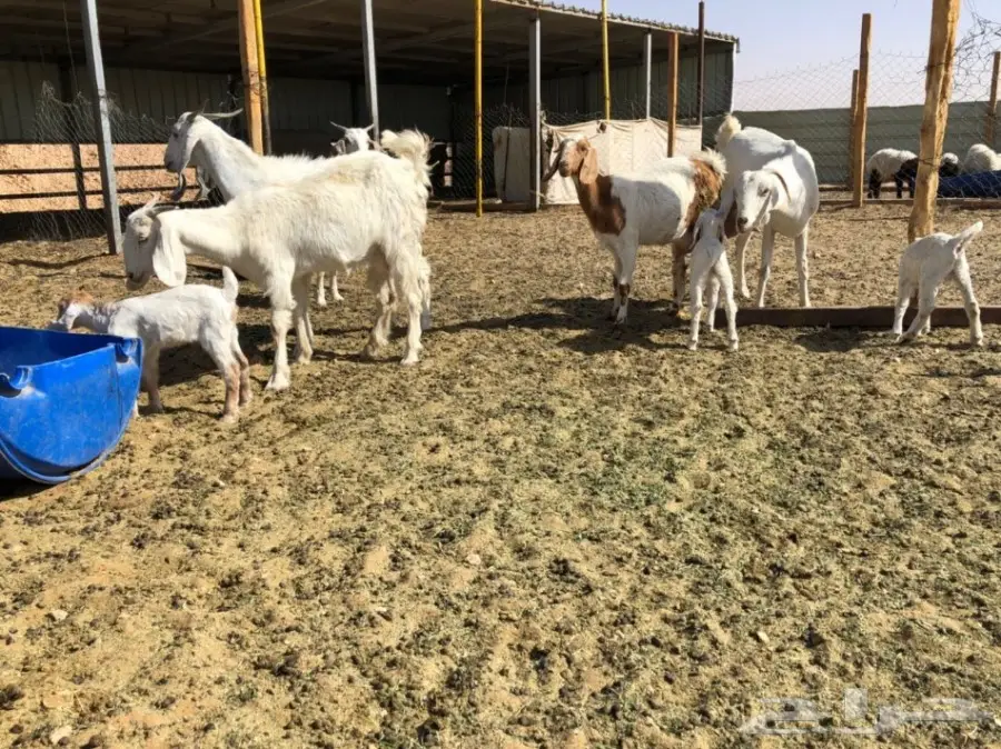ماعز متابيع للبيع  (image 5)