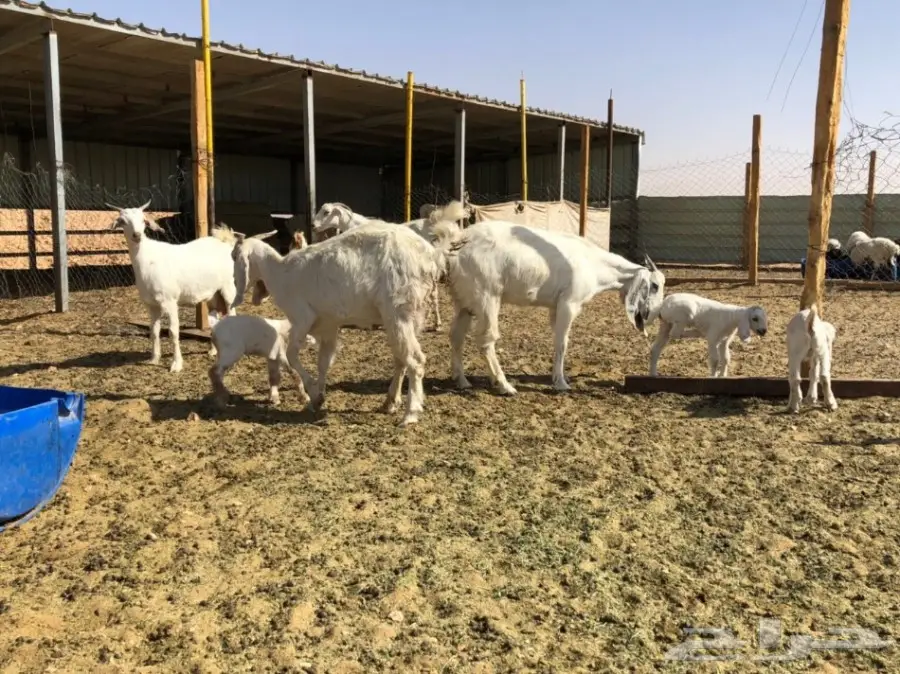 ماعز متابيع للبيع  (image 6)