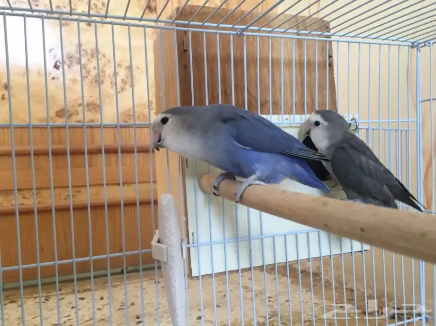 جوزر روز منتج بفرخه ومعه بيض مخصب  (image 1)