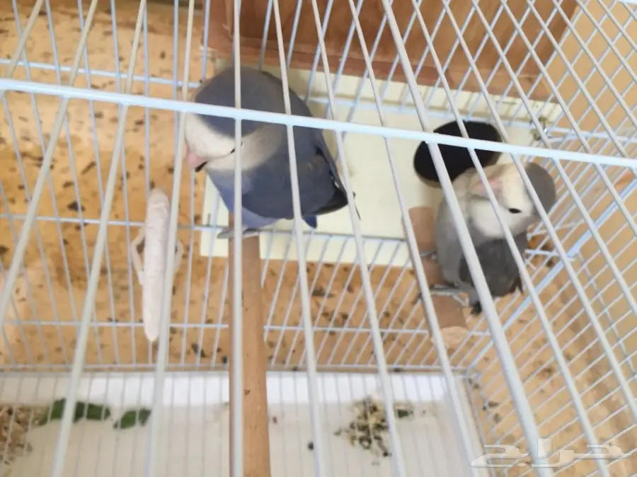 جوزر روز منتج بفرخه ومعه بيض مخصب  (image 2)