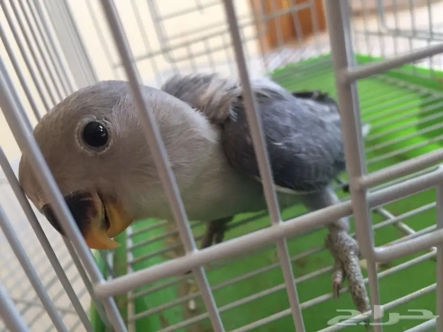 جوزر روز منتج بفرخه ومعه بيض مخصب  (image 3)