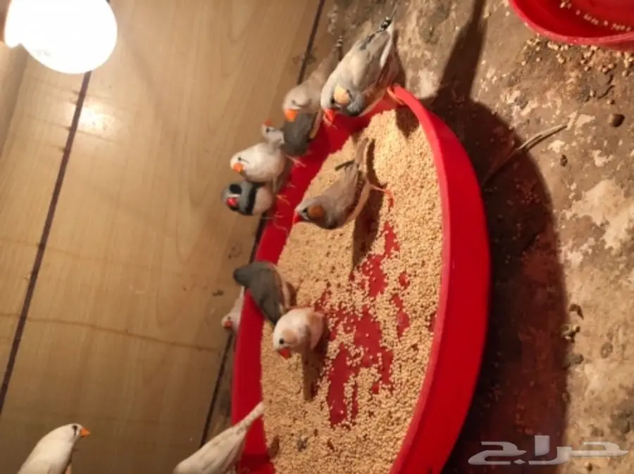  عصافير اجواز  زيبرا انتاج محميه (image 1)