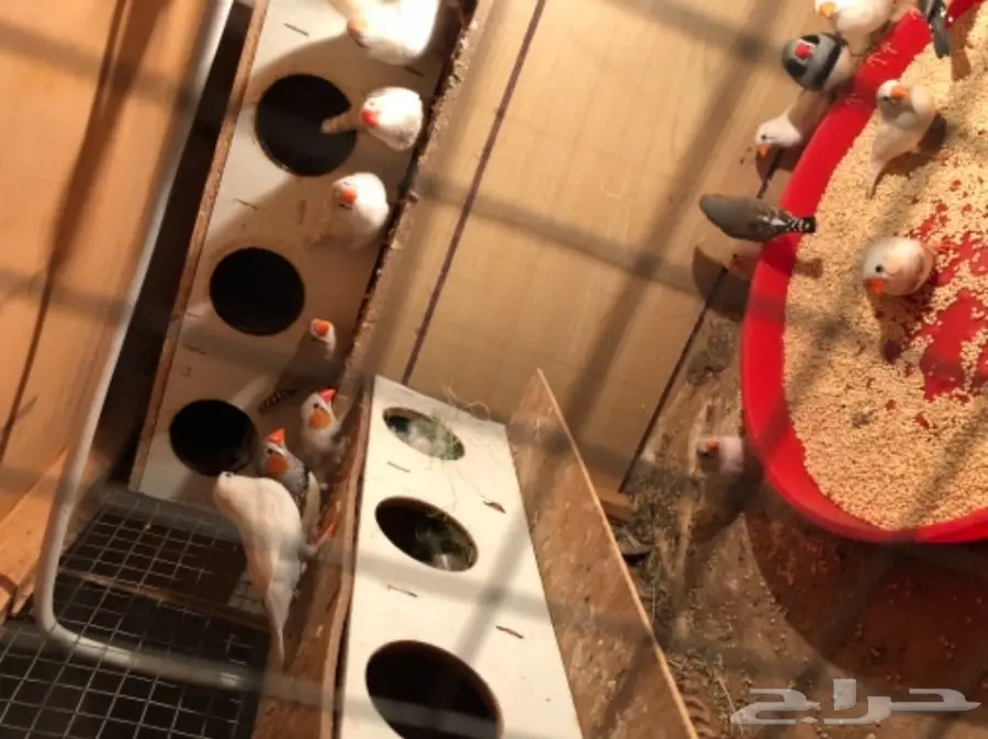  عصافير اجواز  زيبرا انتاج محميه (image 2)