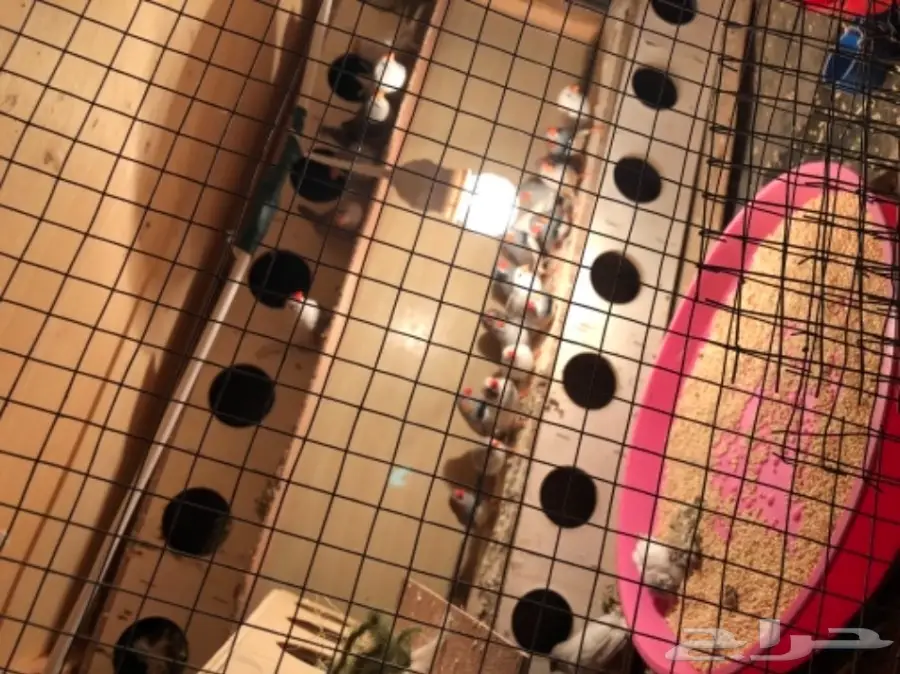  عصافير اجواز  زيبرا انتاج محميه (image 3)