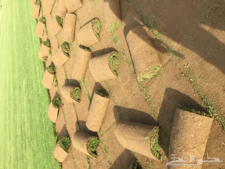 شتلات زراعية ونباتات زينة ونجيلة طبيعية للبيع (image 2)