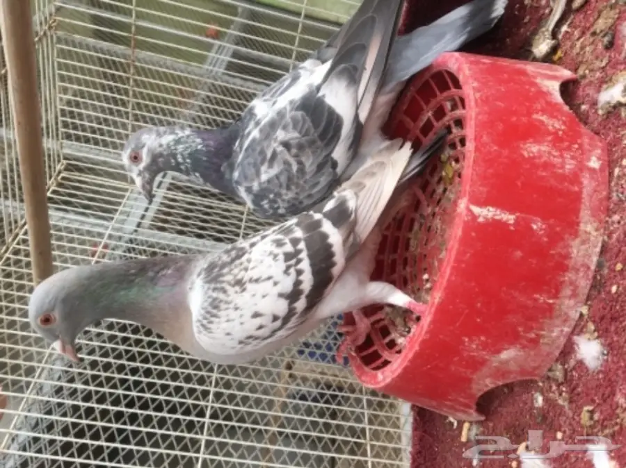 للبيع زوج زاجل