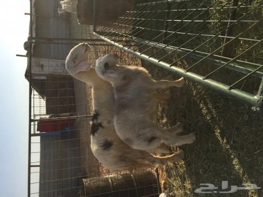 نعجه ولدها طلي ضحيه