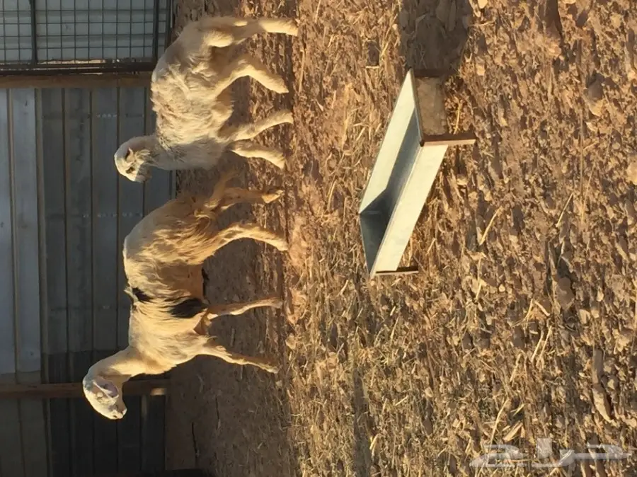 نعجه ولدها طلي ضحيه (image 1)