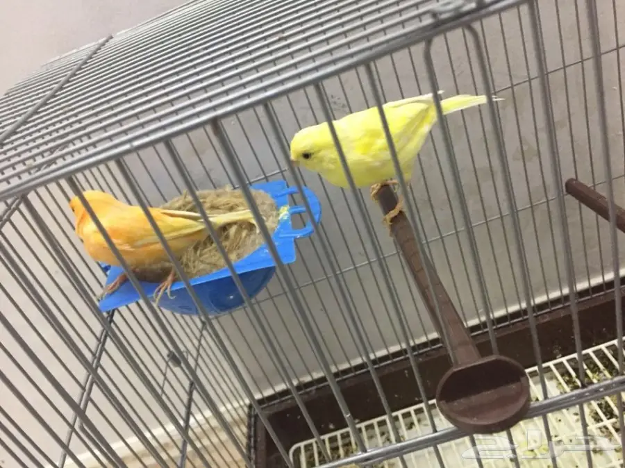 جوز كناري  (image 1)