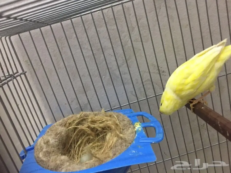 جوز كناري  (image 2)