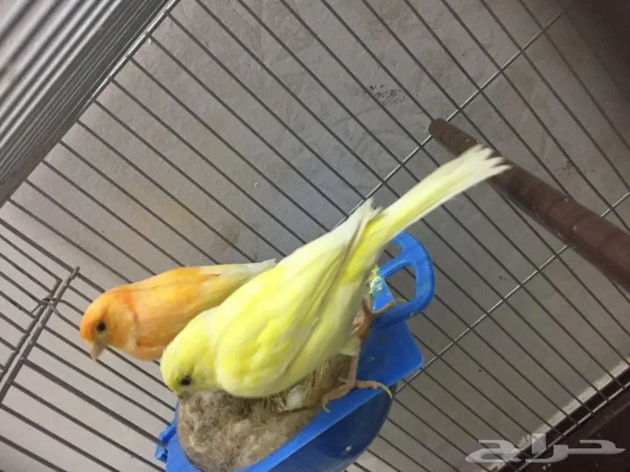 جوز كناري  (image 3)