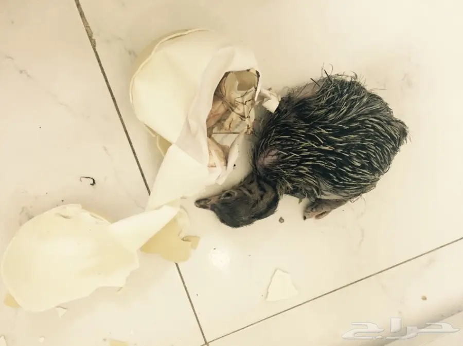 بيض نعام افريقي 0599171755 ابو تركي 