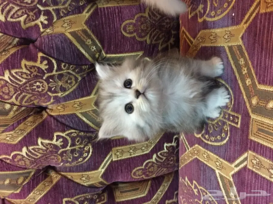 كيتن كيوت بيض للبيع 