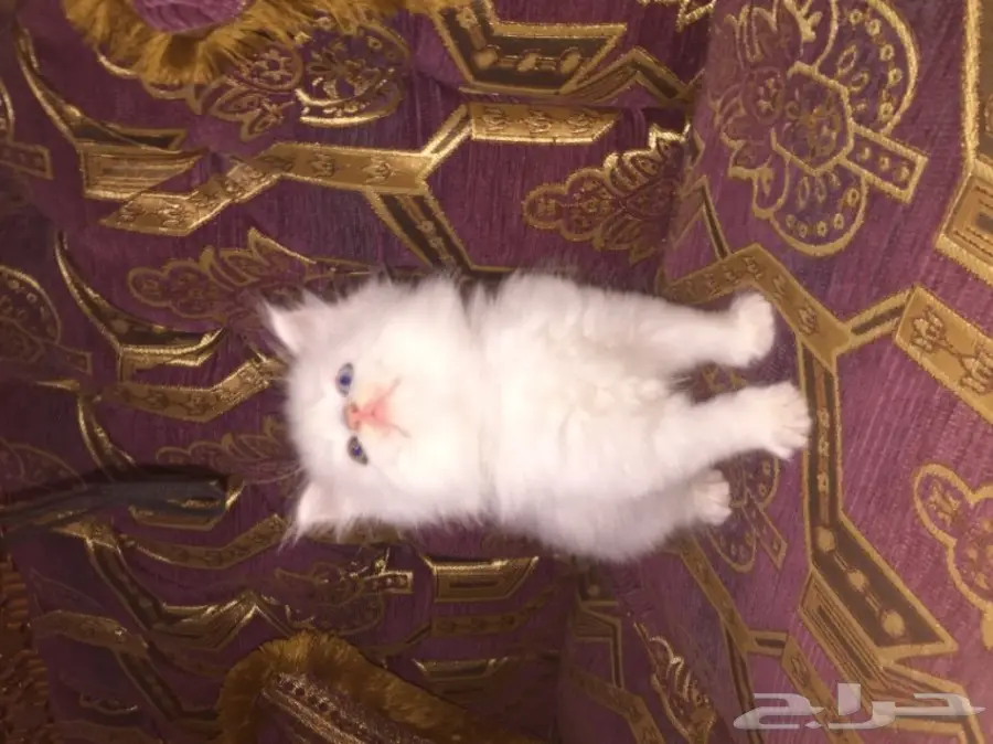 كيتن كيوت بيض للبيع  (image 1)