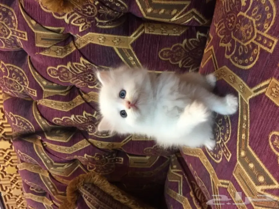 كيتن كيوت بيض للبيع  (image 2)