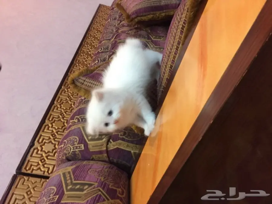 كيتن كيوت بيض للبيع  (image 3)