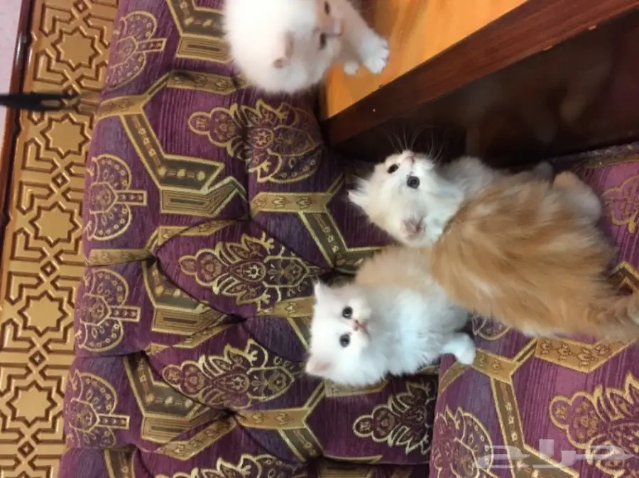 كيتن كيوت بيض للبيع  (image 4)