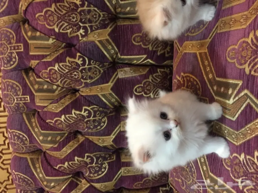 كيتن كيوت بيض للبيع  (image 5)