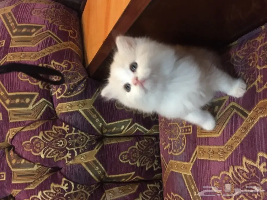 كيتن كيوت بيض للبيع  (image 6)