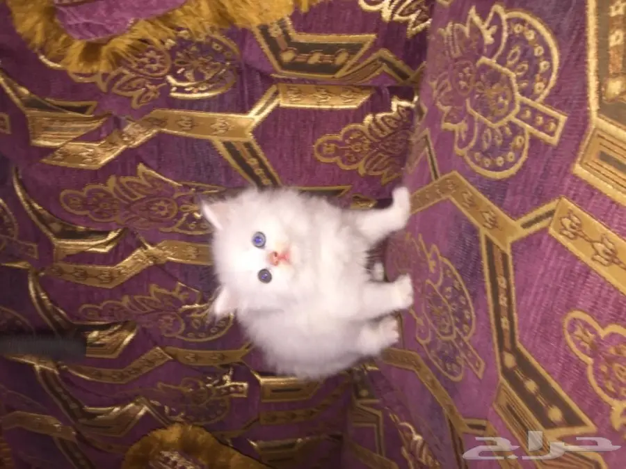 كيتن كيوت بيض للبيع  (image 7)