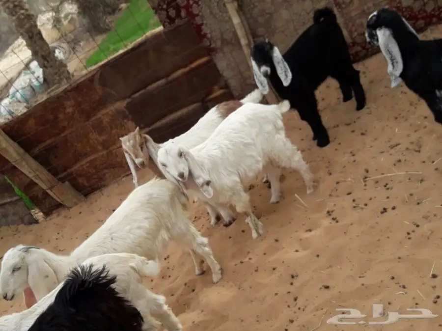 للبيع جفار وتيوس العدد 8