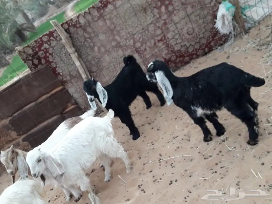 للبيع جفار وتيوس العدد 8 (image 1)