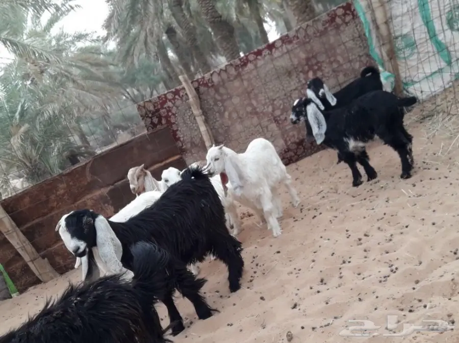 للبيع جفار وتيوس العدد 8 (image 2)